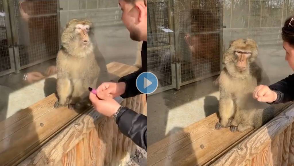 Monkey-Expressions-Viral-Video