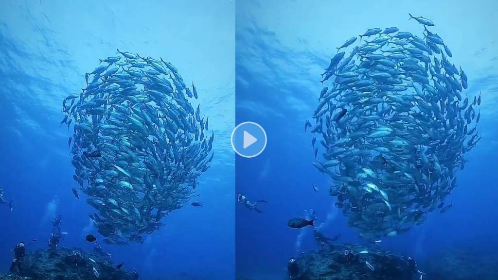 Hypnotising-Tornado-Of-Fish-Viral-Video