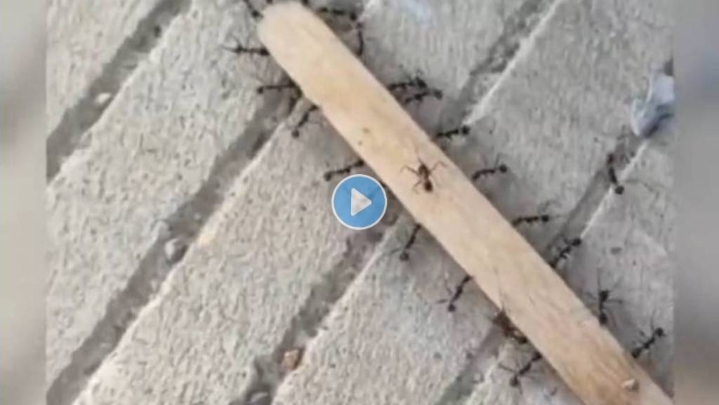 Ants-Moving-A-Stick-Viral-Video