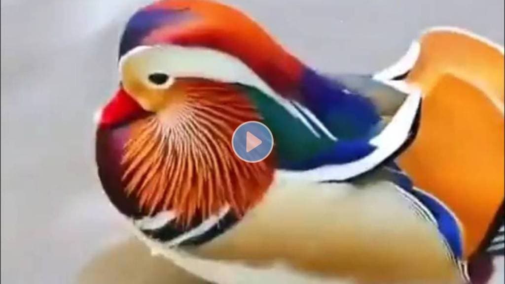 Mandarin-Duck-Viral-Video