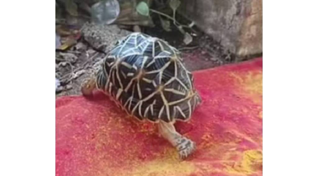 Superstitious worship of tortoise to get rich quick