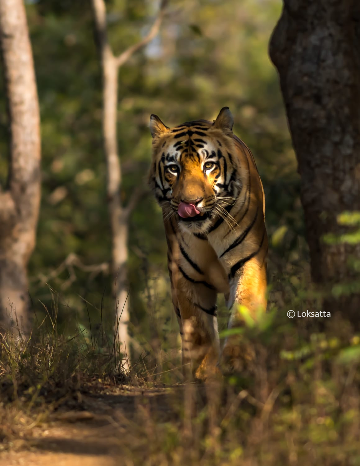 Umred Pauni Karhandla Wildlife Surya Tiger Photos