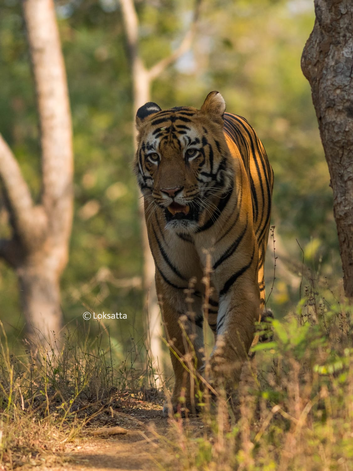 Umred Pauni Karhandla Wildlife Surya Tiger Photos