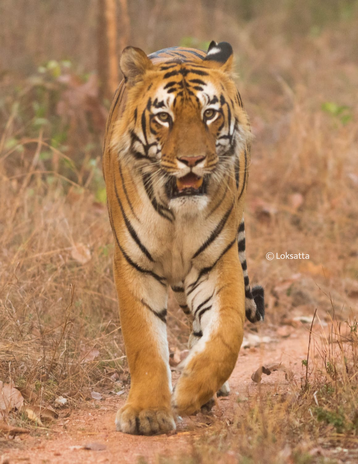 Umred Pauni Karhandla Wildlife Surya Tiger Photos