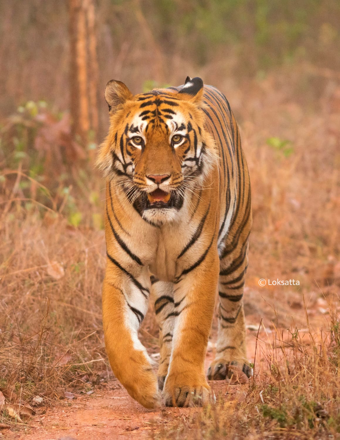 Umred Pauni Karhandla Wildlife Surya Tiger Photos