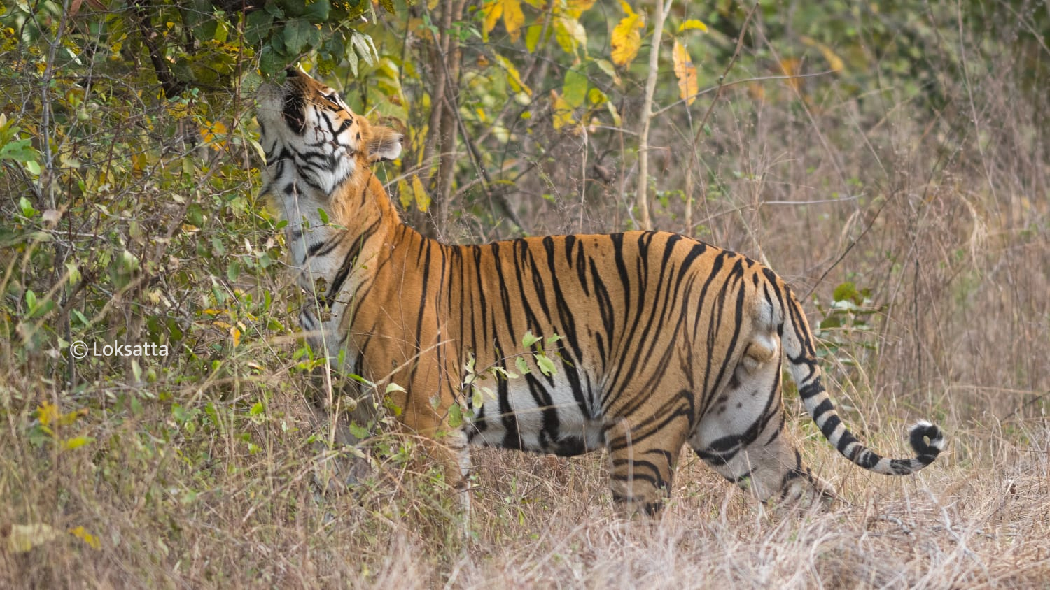 Umred Pauni Karhandla Wildlife Surya Tiger Photos