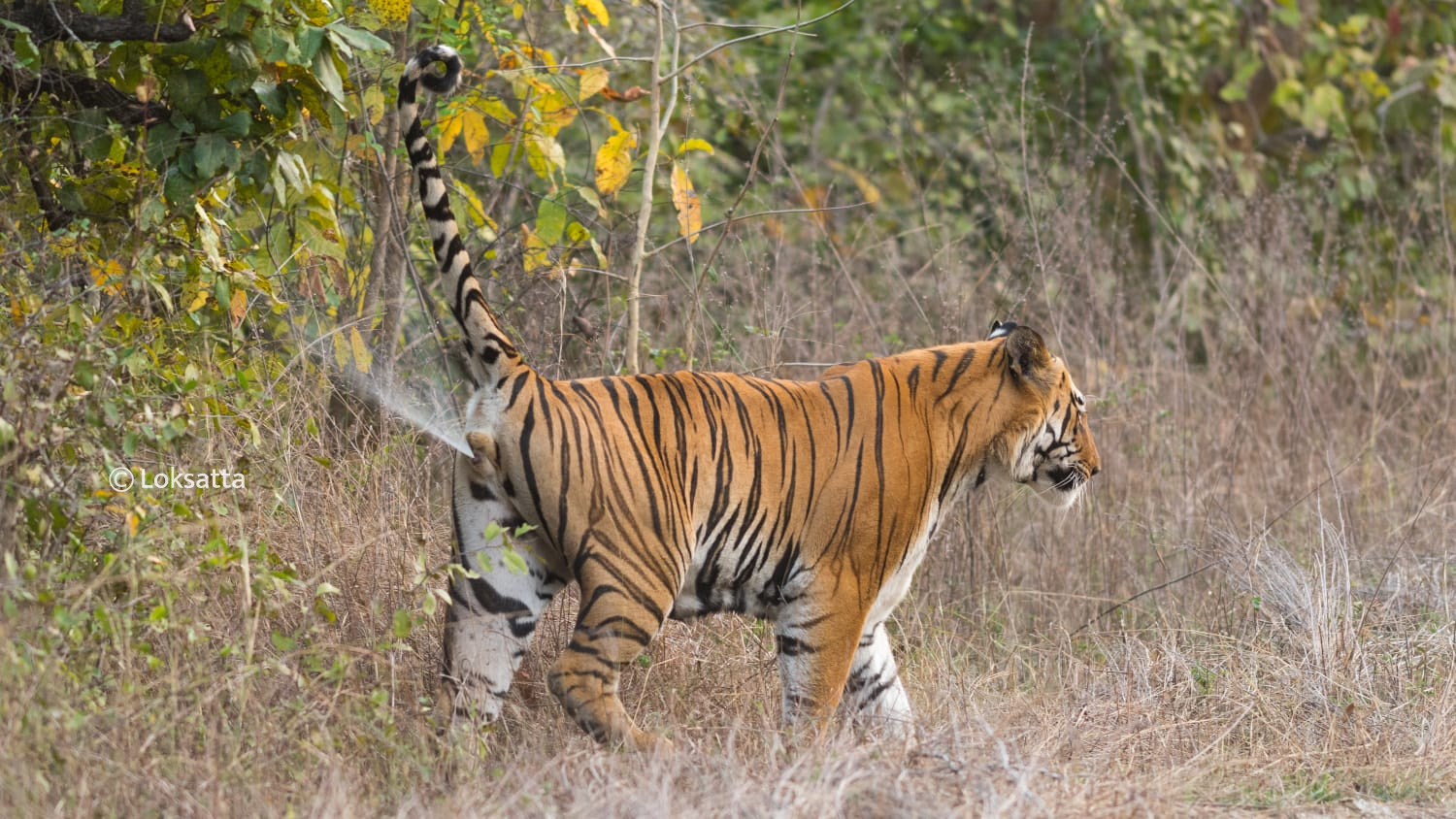 Umred Pauni Karhandla Wildlife Surya Tiger Photos