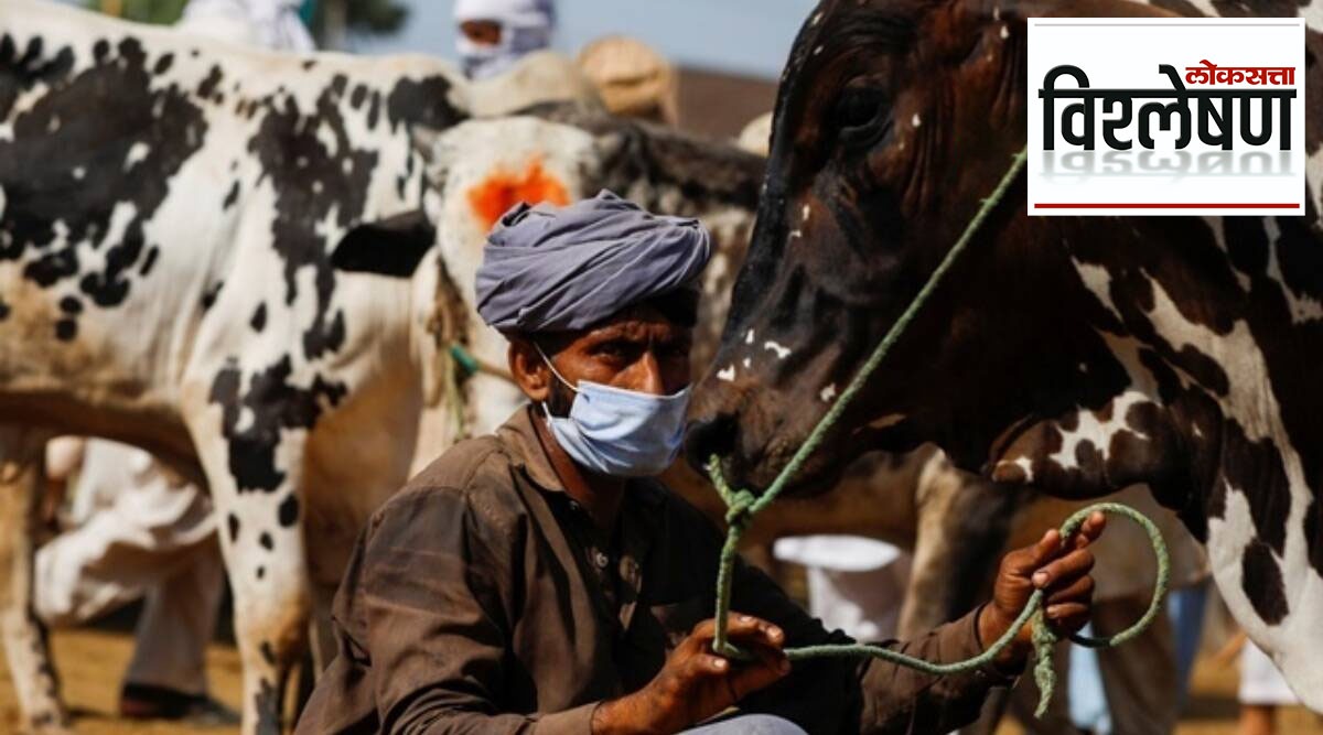 What Is Lumpy Skin Disease Why Are Cattle Dying Due To This Disease In Gujarat And Rajasthan 3497