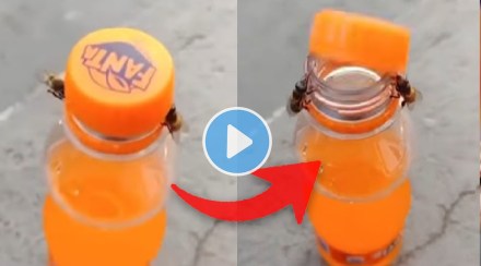 Fanta bottle lid opened by two bees