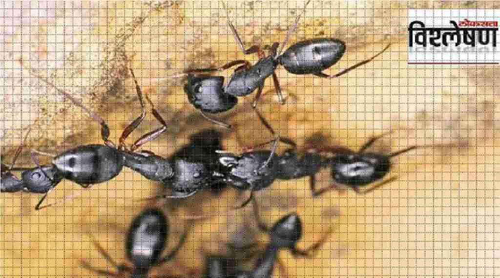 tamil nadu ants