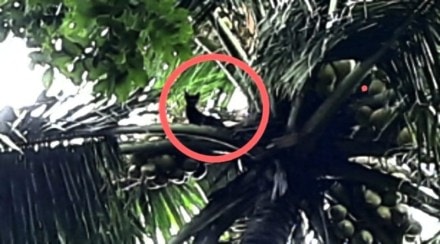 Rescue of a kitten stuck on a 50-foot tall tree