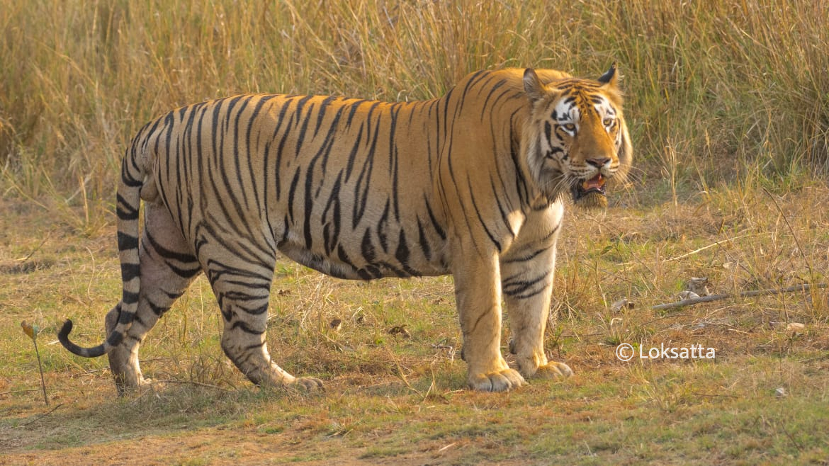 Dadhiyal Tiger Photos Information