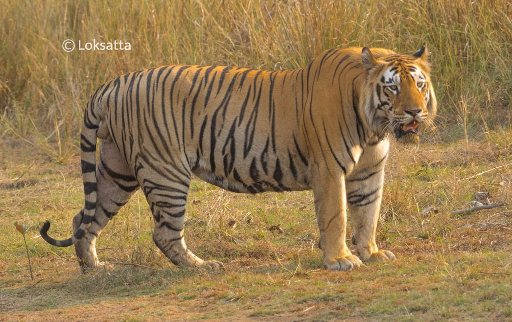 Dadhiyal Tiger Photos Information