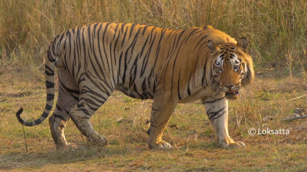 Dadhiyal Tiger Photos Information