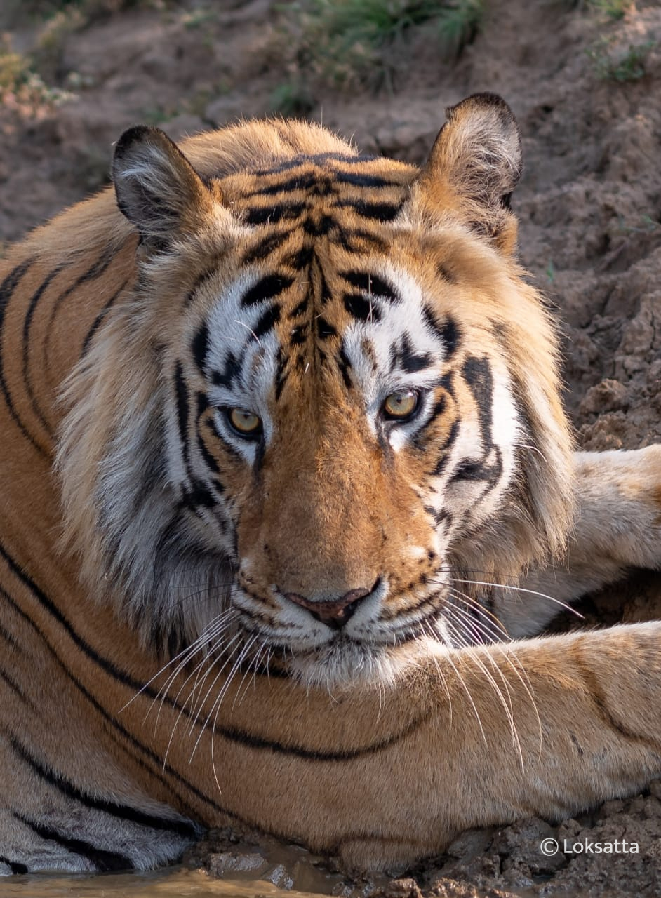 Dadhiyal Tiger Photos Information