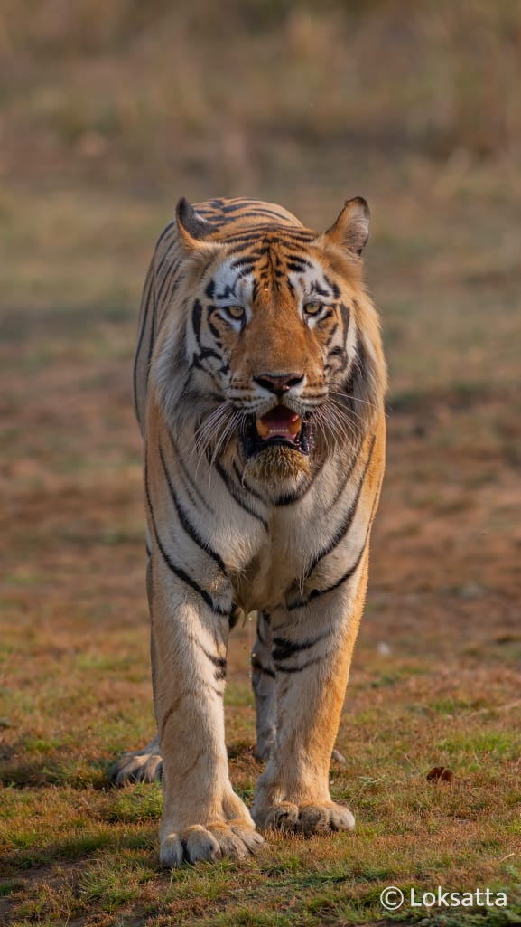 Dadhiyal Tiger Photos Information