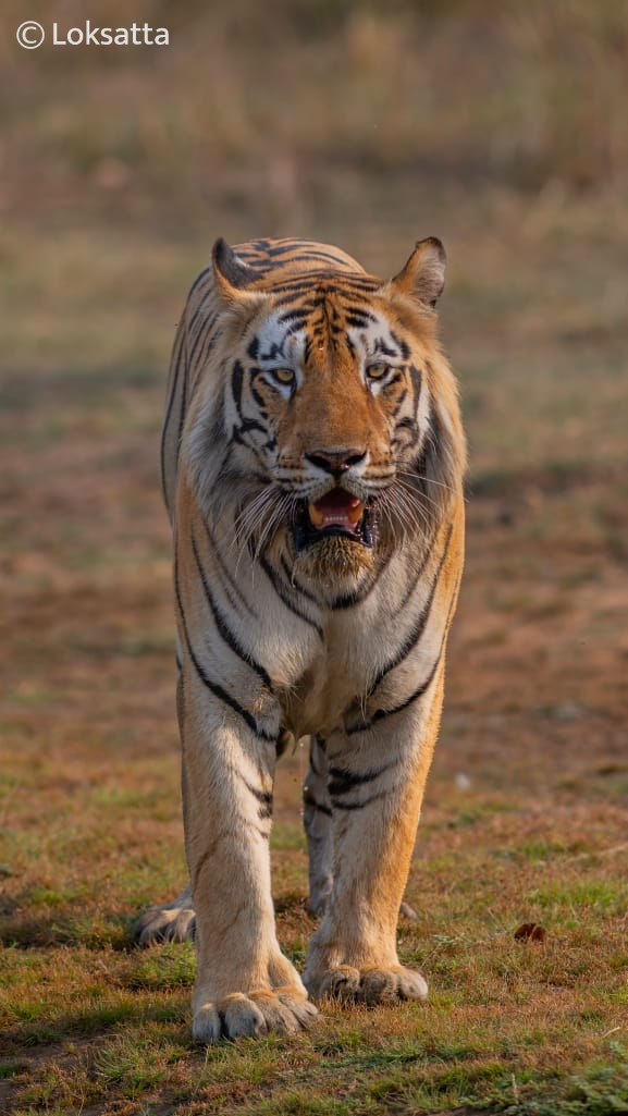 Dadhiyal Tiger Photos Information