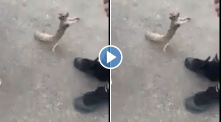 Viral Animal Video Squirrel