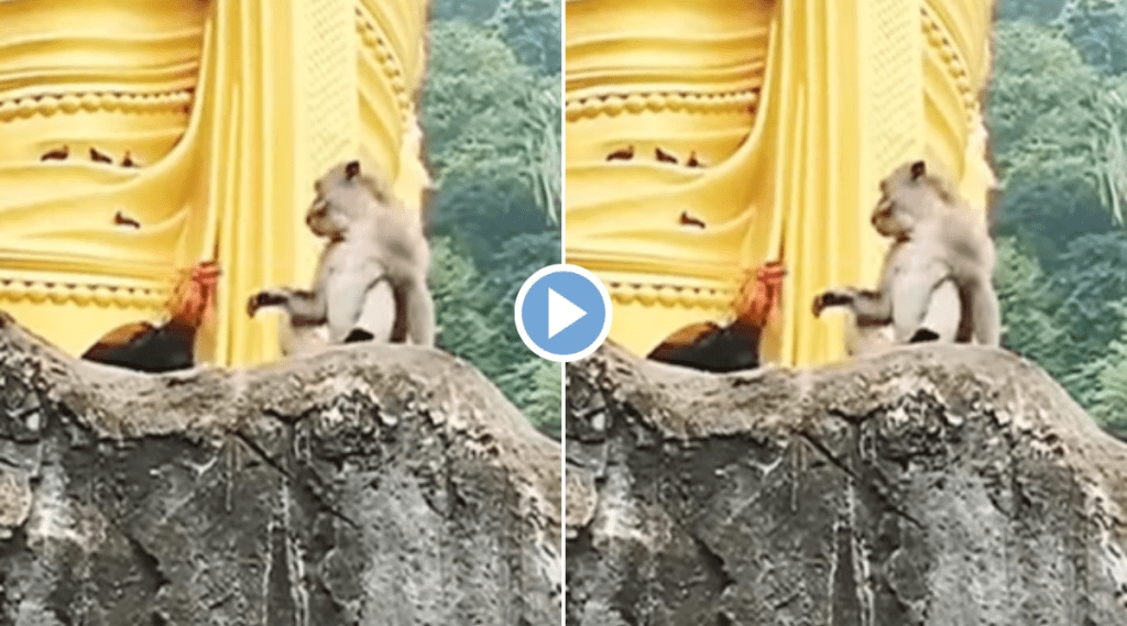 Viral video chicken fights with monkey animal rivalry makes netizens crazy