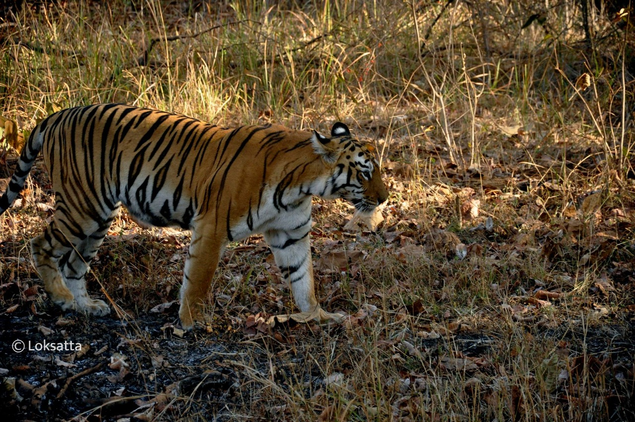 Maya Tigress Information