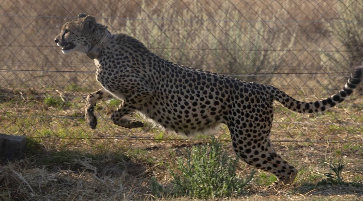 Namibia Cheetah India Photos