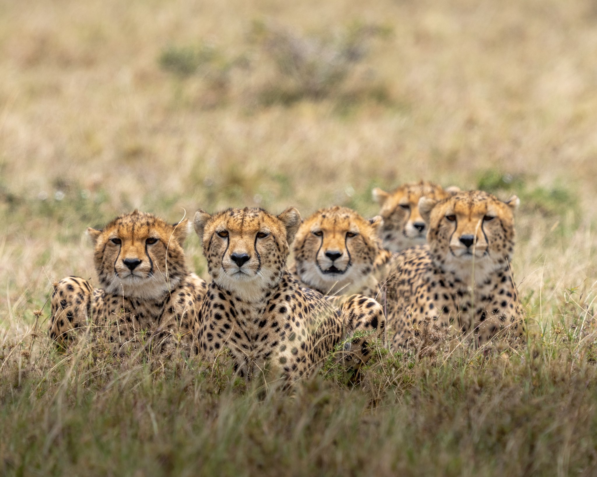 Namibia Cheetah India Photos