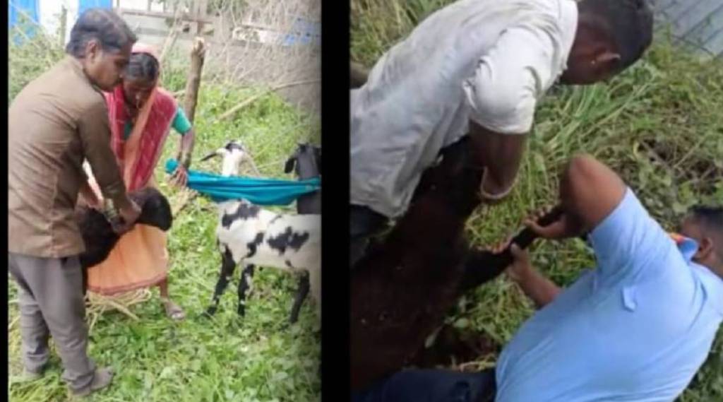 Rescue of goats by fire brigade