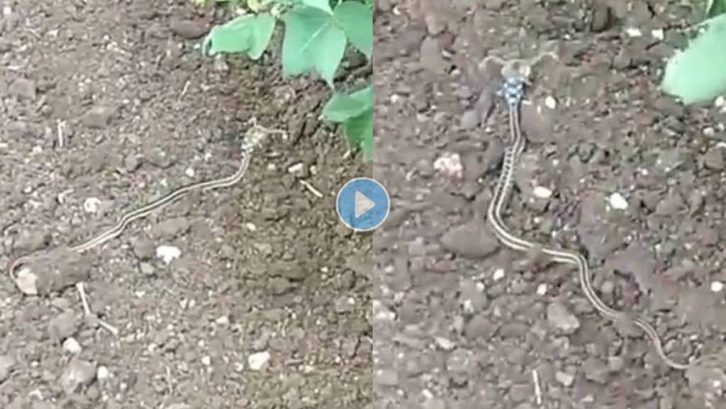 Horned-Snake-Viral-Video