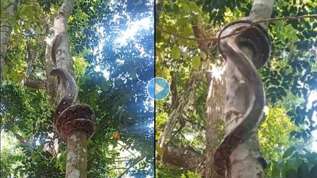 Python-Climbing-Tree