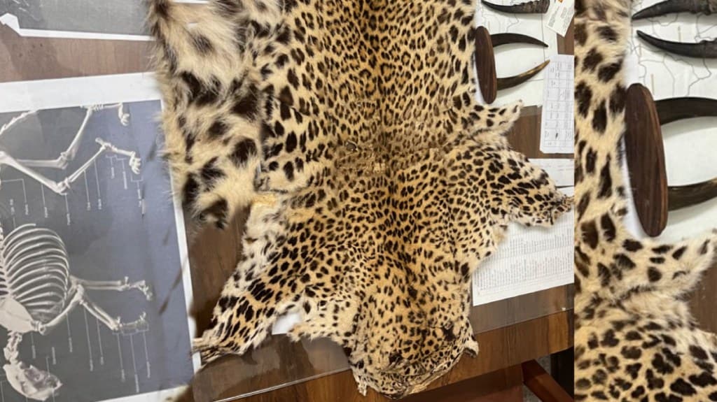 vigilance of forest department foiled leopard skin smuggling scheme in nashik