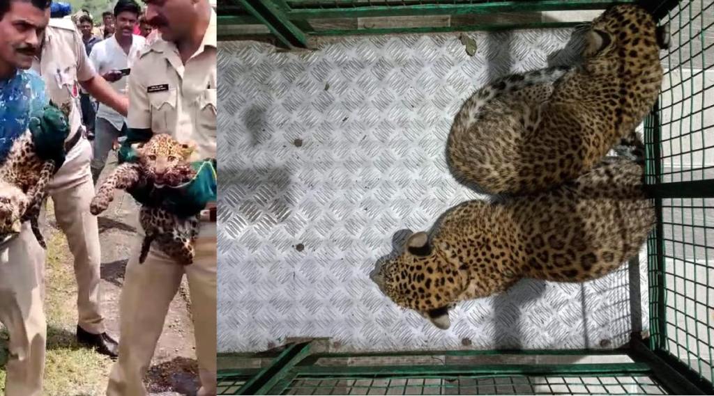 leopard cubs are return again the maother laps in amaravti