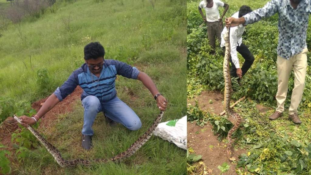 seven-foot python found in the farm in vashim district