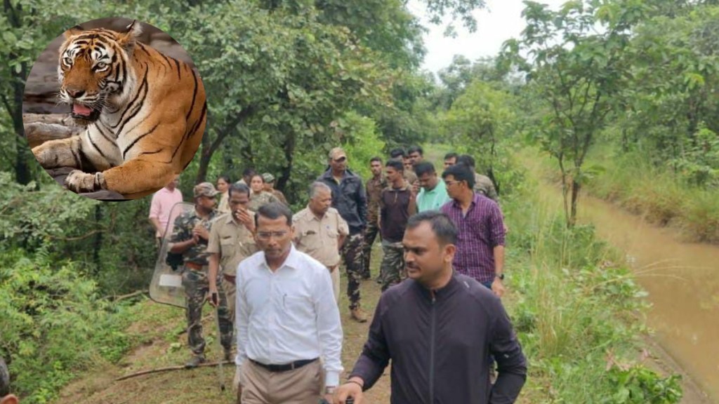 Search operation to arrest 'CT-1' the man-eating tiger that killed 12 people bhandara gondiya chandrapur gadchiroli