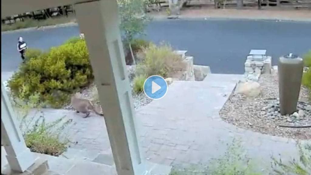 Mountain-Lion-Hiding-Viral-Video