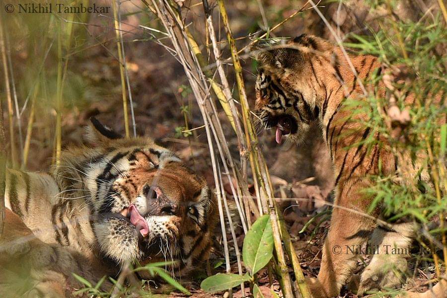 Waghdoh Tiger Photos