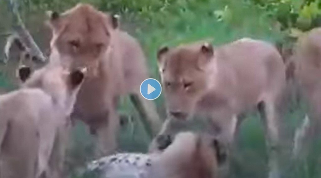 A herd of lionesses hunted down a leopard in one fell swoop