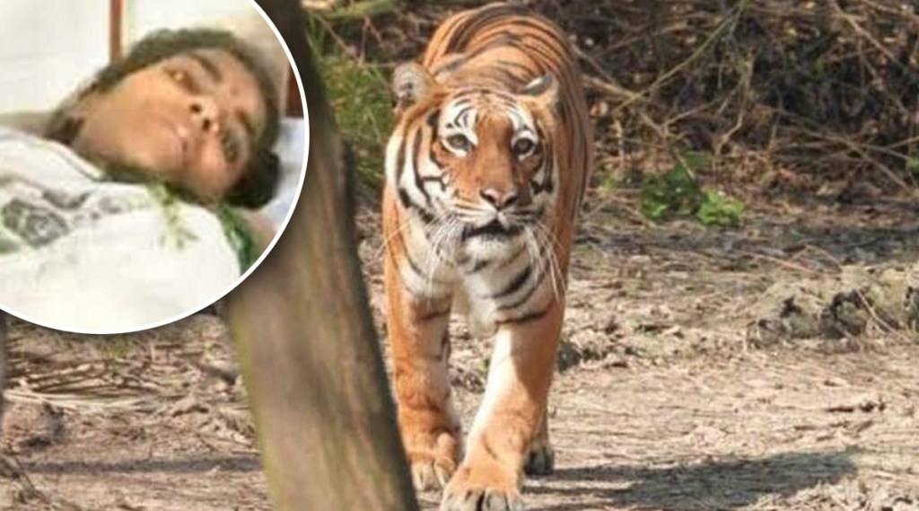 Injured mother fights tiger for 15-month-old baby