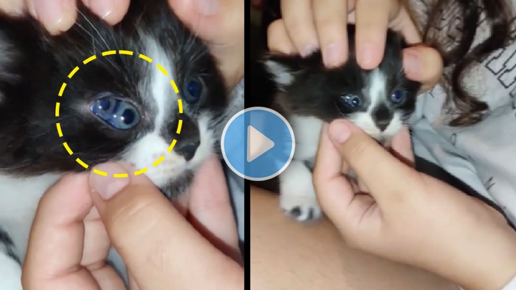 a three-eyed cat? If you don't believe, watch this video once