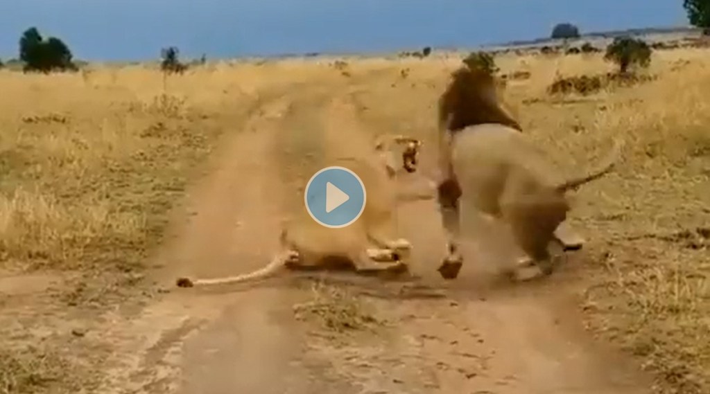 A sleeping lioness is teased by a lion