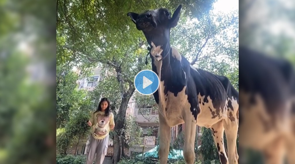 Cow got angry while girl was making reel