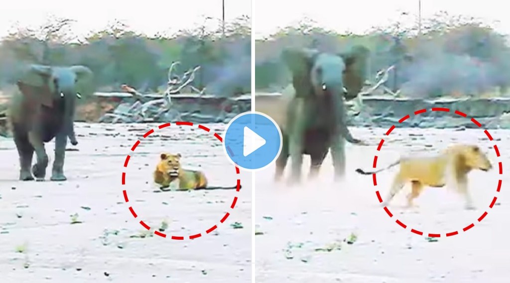 elephant attack on lion