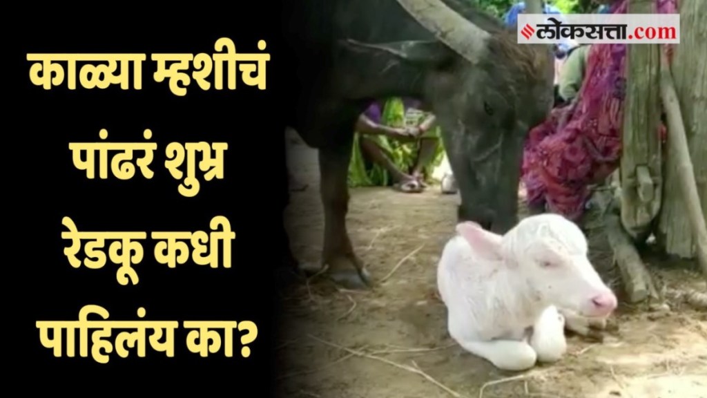 A buffalo gave birth to white calf