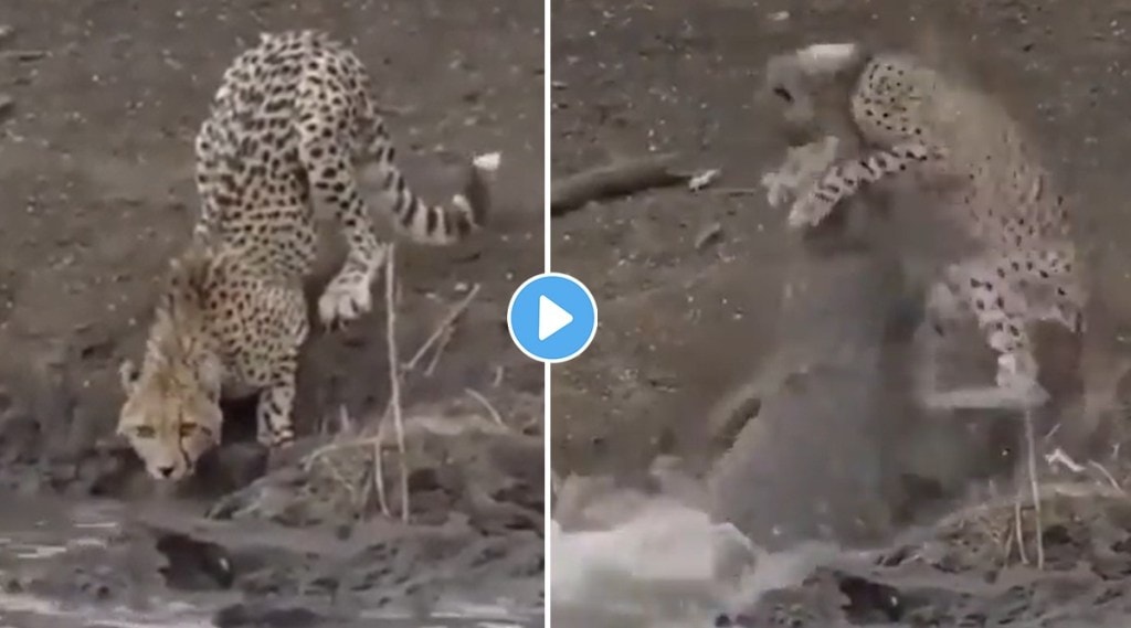 giant crocodile attacks cheetah, giant crocodile vs cheetah, crocodile hunt cheetah, shocking video viral on internet, crocodile vs cheetah fight, crocodile attacks cheetah video viral