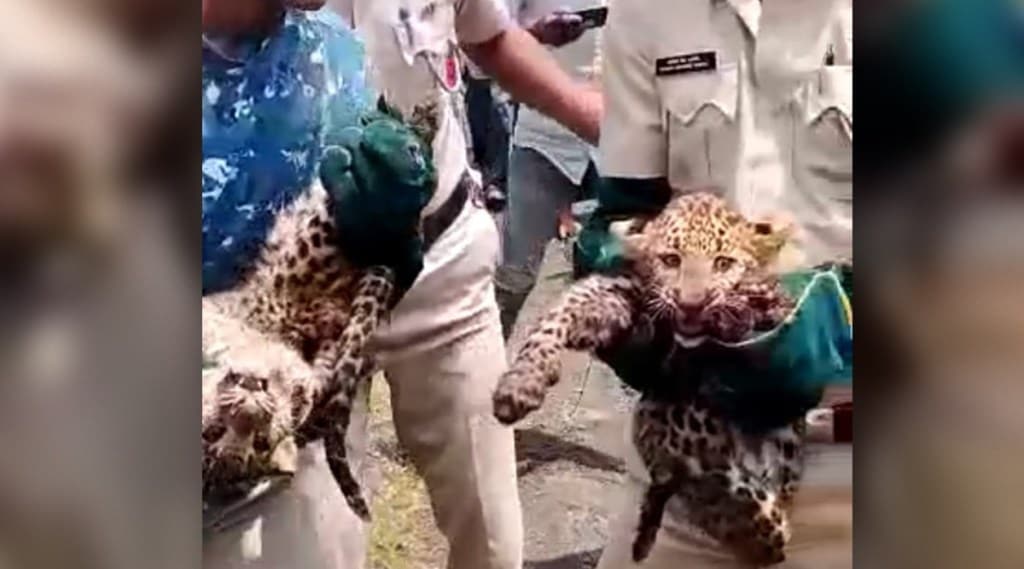 A leopard cub was found in the city, creating excitement in the area in amravati