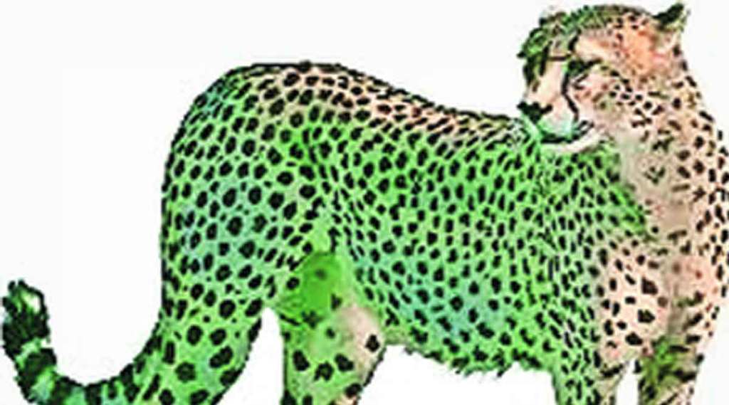 wild cheetahs from namibia coming to india