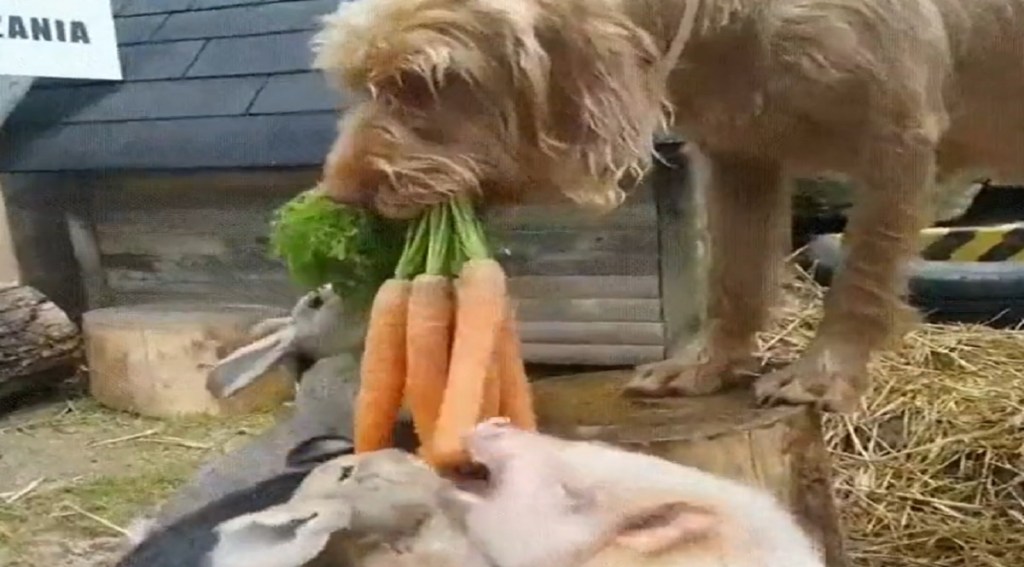 dog feed rabbit