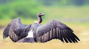 Wildlife lovers rally for vulture Conservation an appeal to participate in the campaign badlapaur