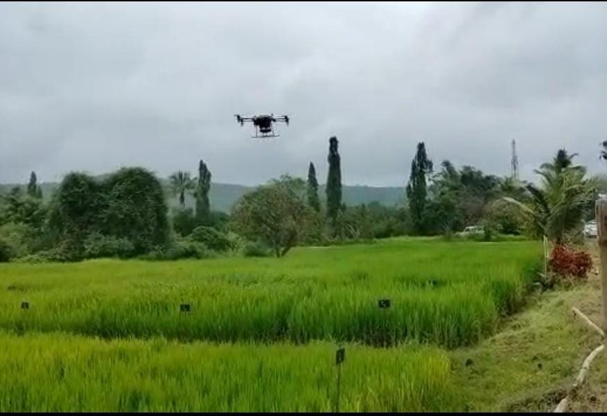 First experiment Konkan Mangaon Insecticide spraying help of drones rice farming alibaug