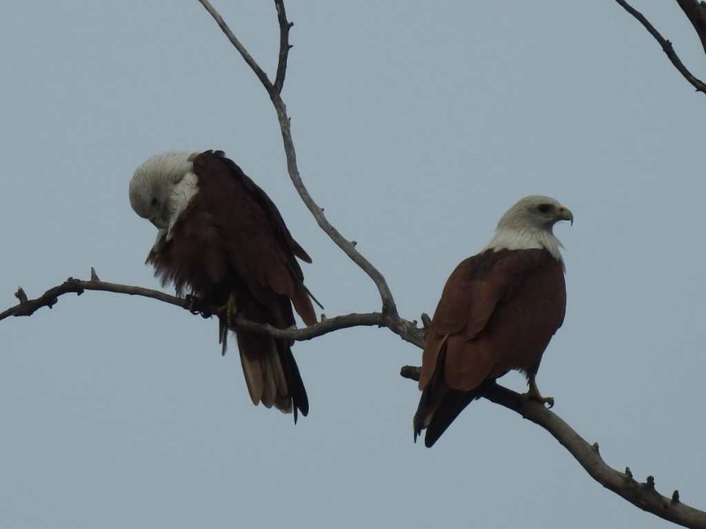 Brahmin Black Kite ree movement in scenic surroundings in akola