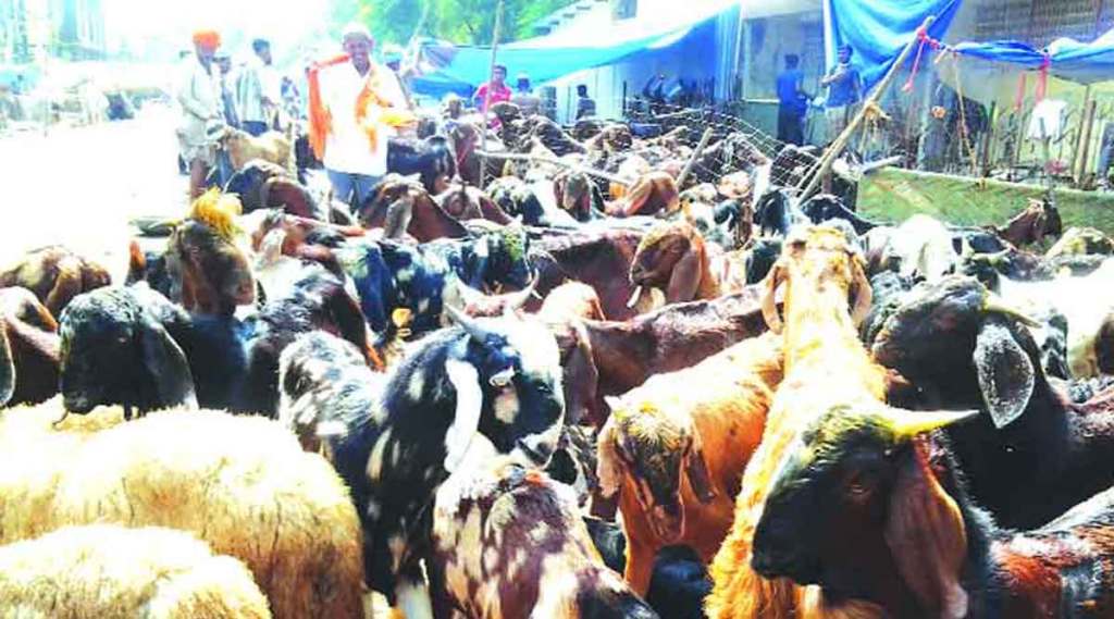 animal market in Mumbai,